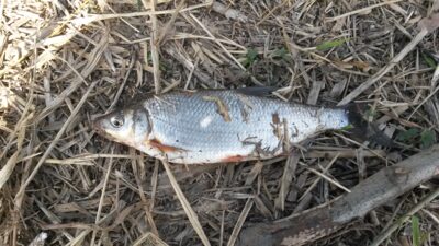 Žiobris, 0,3 kg — Neris