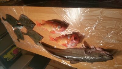 Raudonakis akmenyninis ešerys