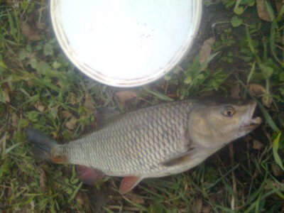 šapalas, 1,7 kg — Šešupė