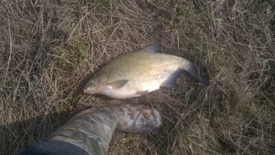 Karšis, 2,3 kg — Nemunėlis