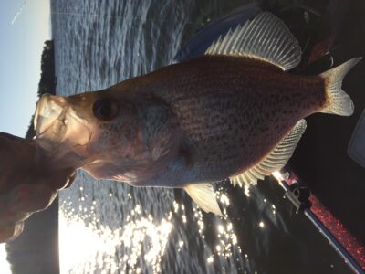 , 1,4 kg — Weiss Lake
