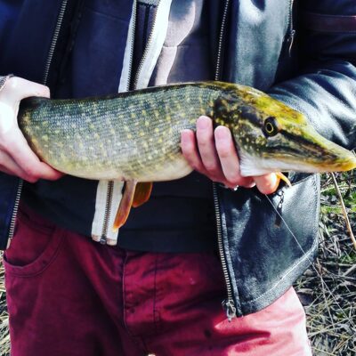 Lydeka, 1,2 kg — Venta