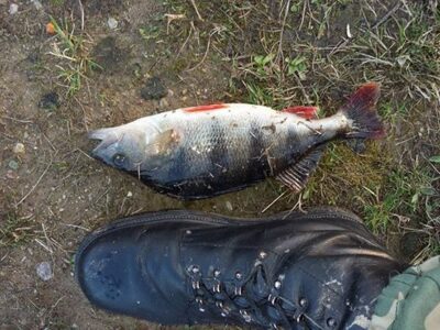 Ešerys, 0,8 kg