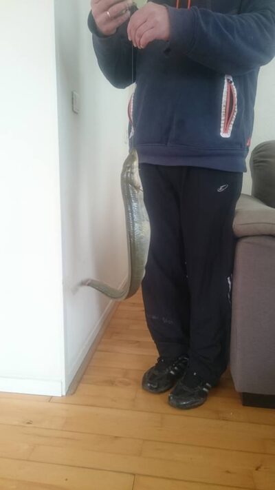 Ungurys, 1,1 kg — Van Harinxmakanaal