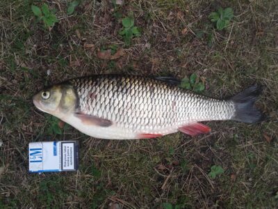 šapalas, 1,4 kg — Neris