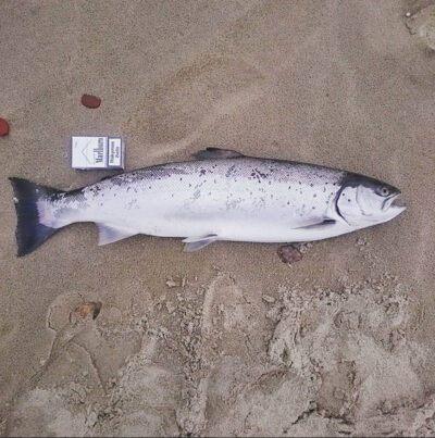 Šlakis, 4,1 kg