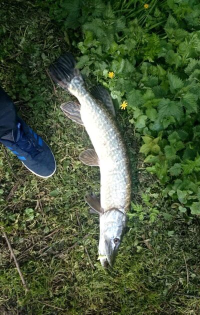 Lydeka, 4,1 kg