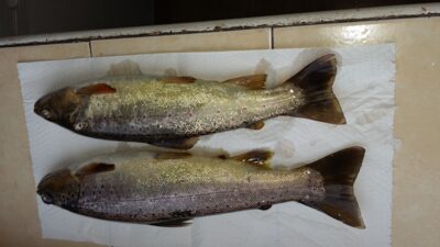 Margasis upėtakis, 0,9 kg — Jūra
