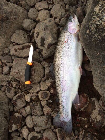 Vaivorykštinis upėtakis, 3,7 kg