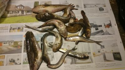 Apalais jurasgrundulis ×20 — Baltijos jūra