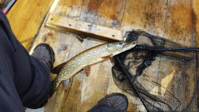 Lydeka, 0,8 kg — Galuonai
