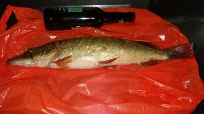 Lydeka, 1,0 kg — Šventoji