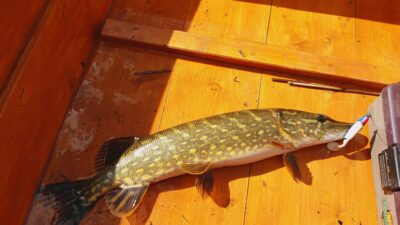 Lydeka, 2,4 kg — Išnarai