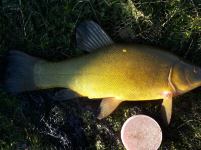 Lynas, 1,8 kg — Klaipėdos