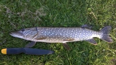 Lydeka, 1,5 kg