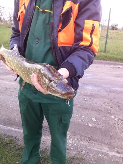Lydeka, 2,2 kg — Strėva
