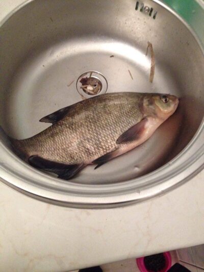 Karšis, 0,7 kg — Neris