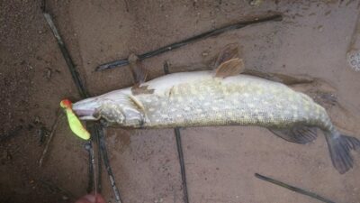 Lydeka, 0,8 kg — Kretingos miesto