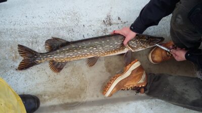 Lydeka, 4,1 kg — Paštys