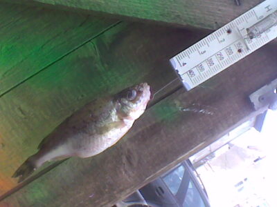 Pūgžlys, 0,1 kg