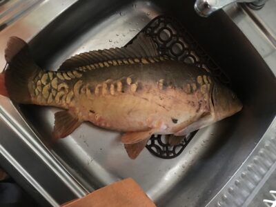 Karšis, 3,5 kg