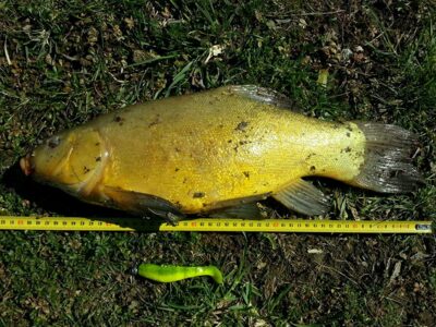 Lynas, 2,9 kg — Didžiulis