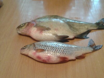 Karšis ×2