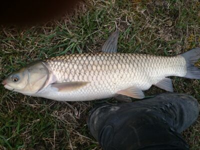 Baltasis amūras, 2,9 kg