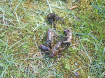 Rainuotasis vėžys ×5 — Germantas