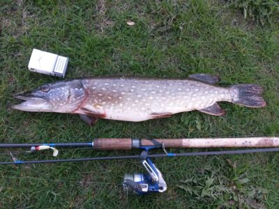 Lydeka, 2,2 kg