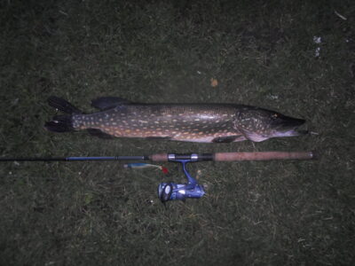 Lydeka, 3,0 kg — Stanelių