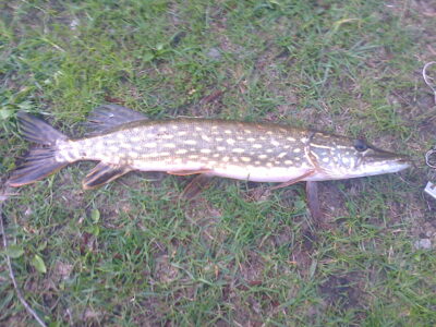 Lydeka, 1,1 kg