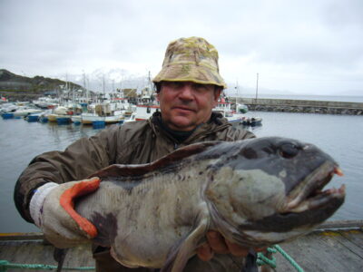 Paprastoji vilkžuvė, 5,7 kg — Norvegijos jūra