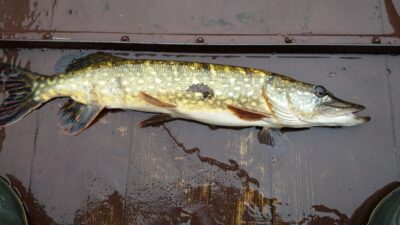 Lydeka, 2,0 kg