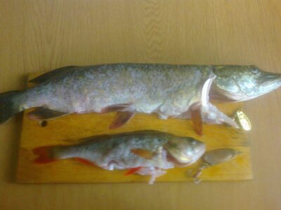 Lydeka, 1,0 kg — Danė