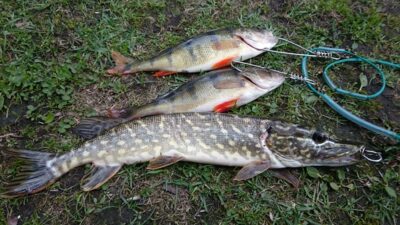 Ešerys, 0,7 kg