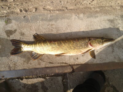 Lydeka, 1,2 kg