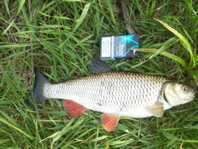 šapalas, 1,0 kg