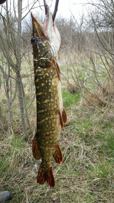 Lydeka, 1,5 kg