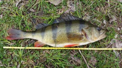Ešerys, 0,8 kg