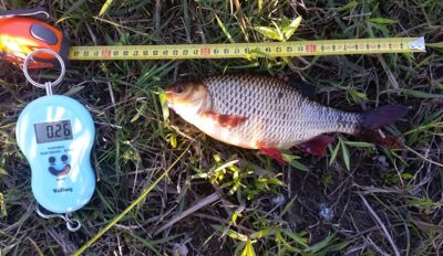 Paprastoji raudė, 0,2 kg