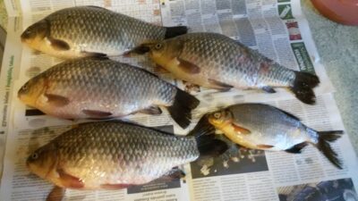 Sidabrinis karosas ×4 — Kauno marių
