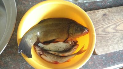 Lynas, 0,6 kg — Aukštadvario HE