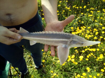 Žvaigždėtasis eršketas, 0,5 kg