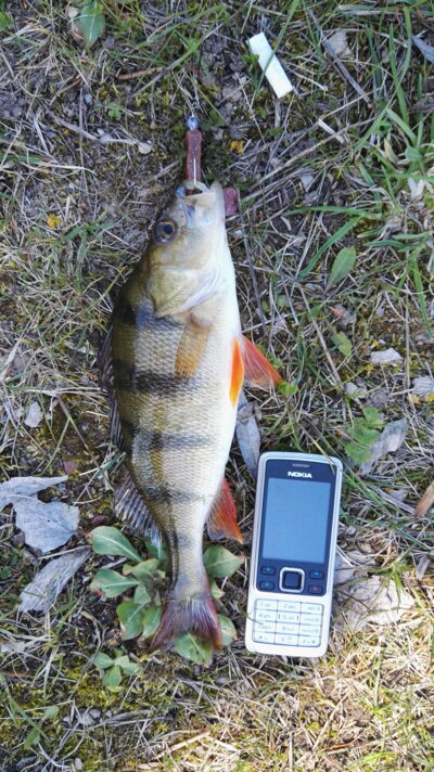 Ešerys, 0,5 kg — Širvėnos