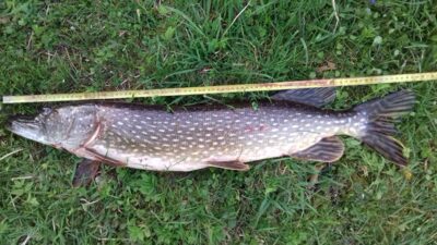 Lydeka, 4,4 kg