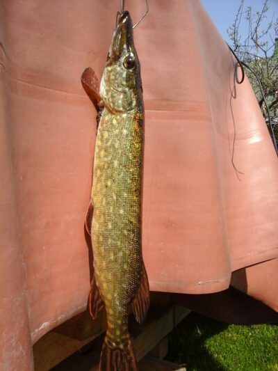 Lydeka, 0,9 kg — Lamėstas