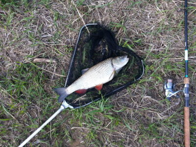 šapalas, 2,1 kg — Nemunas