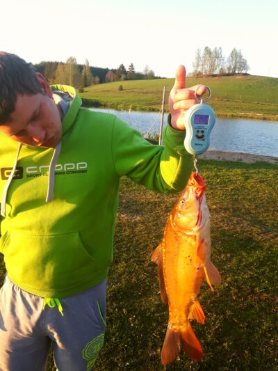 Paprastasis karpis, 1,6 kg
