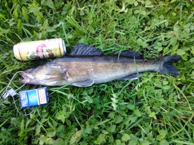 Starkis, 2,1 kg — Antapusnės
